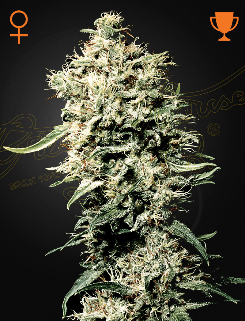 WHITE RHINO (FEM) 5 Seeds