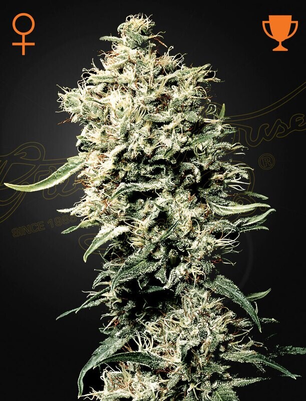 WHITE RHINO (FEM) 5 Seeds