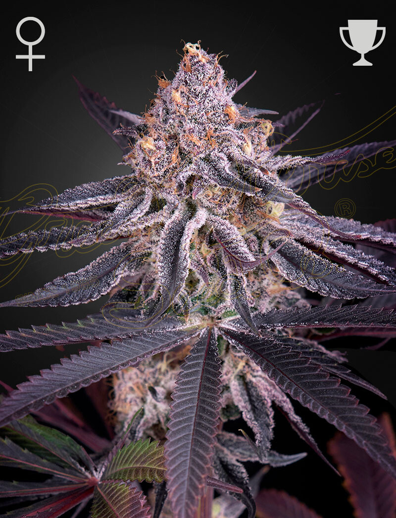 KING&#39;S JUICE (Fem) 5 Seeds