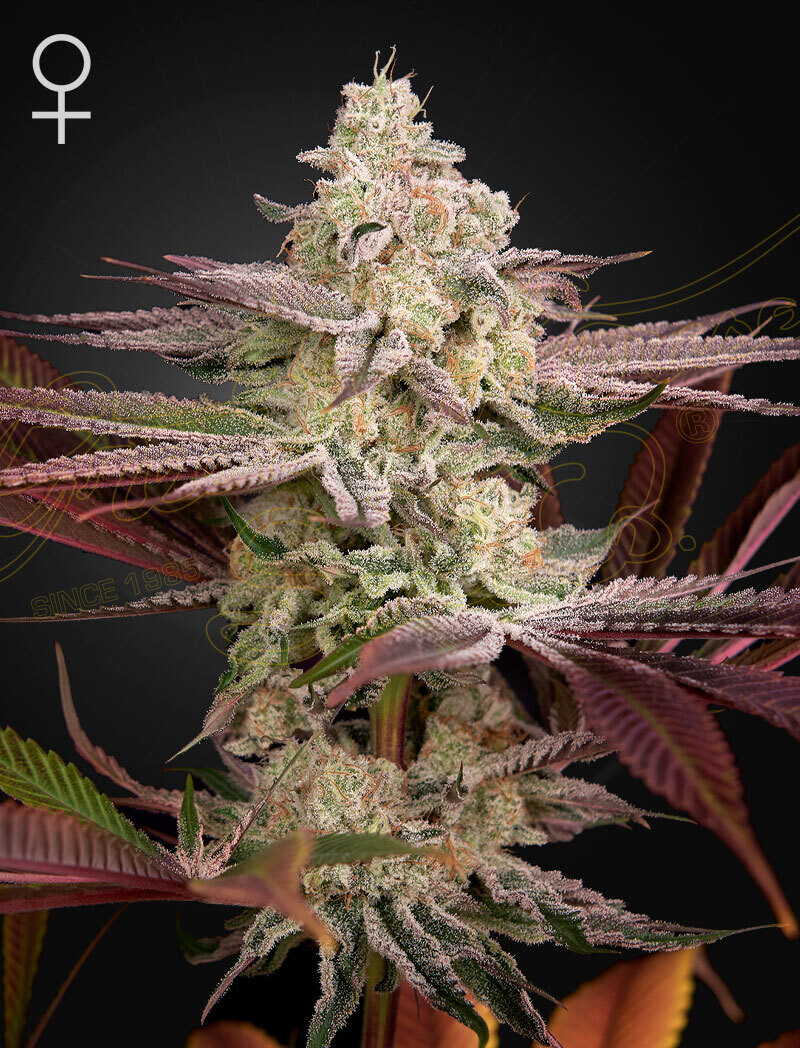 CHEMICAL BRIDE (Fem) 5 Seeds