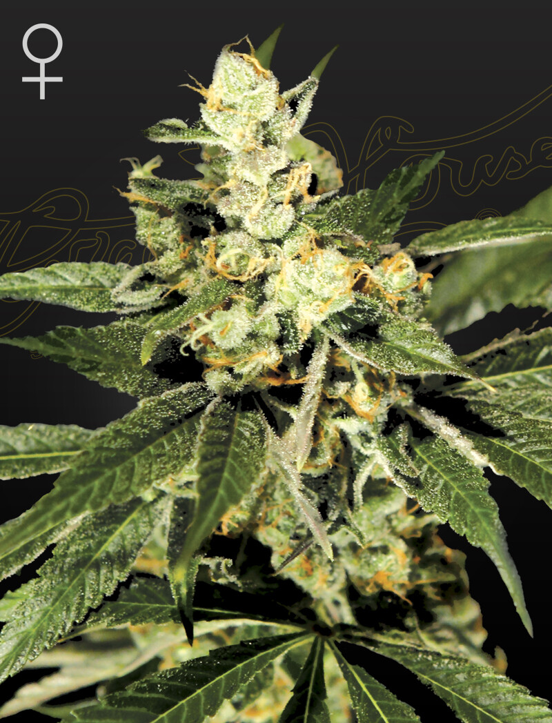TRAIN WRECK (Fem) 5 Seeds