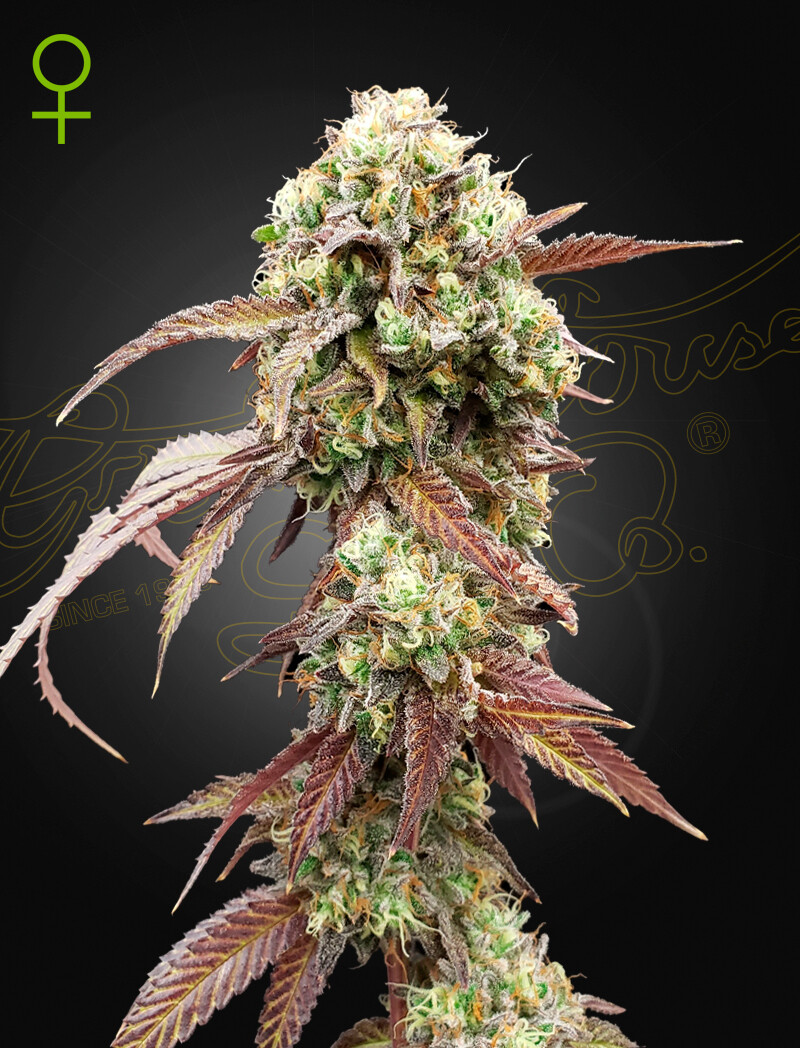 WEST COAST OG X GELATO 41 (Fem, Auto) 5 Seeds