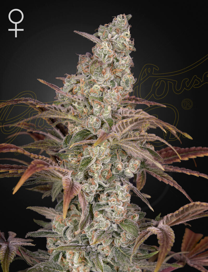 JACK’S DREAM (Fem) 5 Seeds