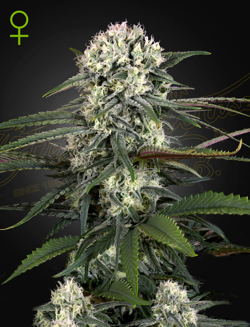 AUTO-BOMB (Fem, Auto) 5 Seeds