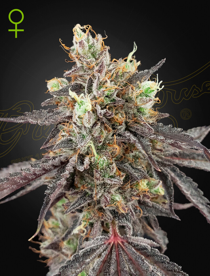 GELATO 41 X GELATO 41 (Fem, Auto) 5 Seeds