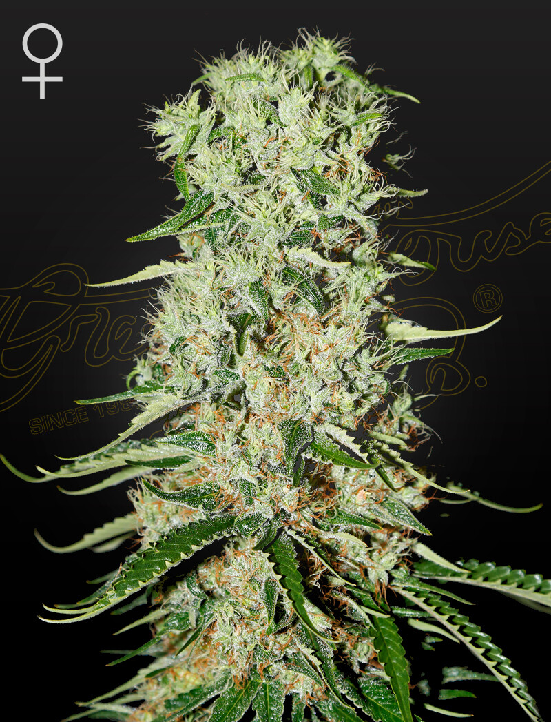 DAMNESIA (Fem) 5 Seeds