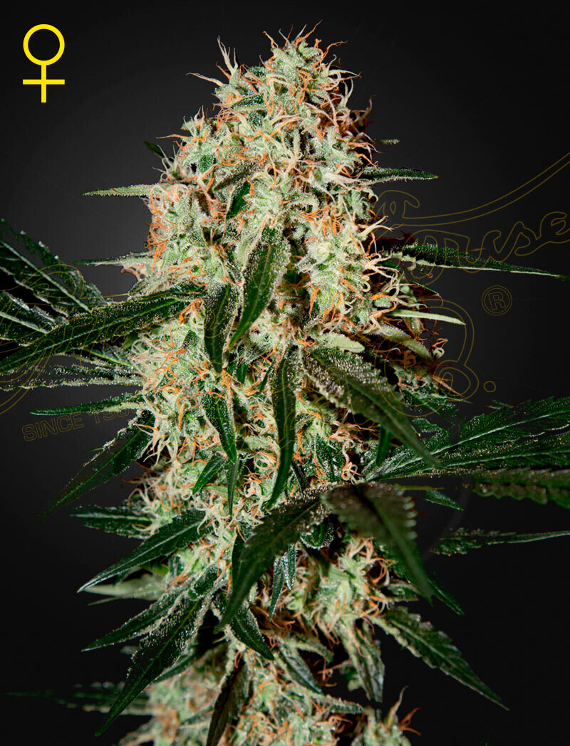 ARJAN&#39;S HAZE 3 (Fem) 5 Seeds