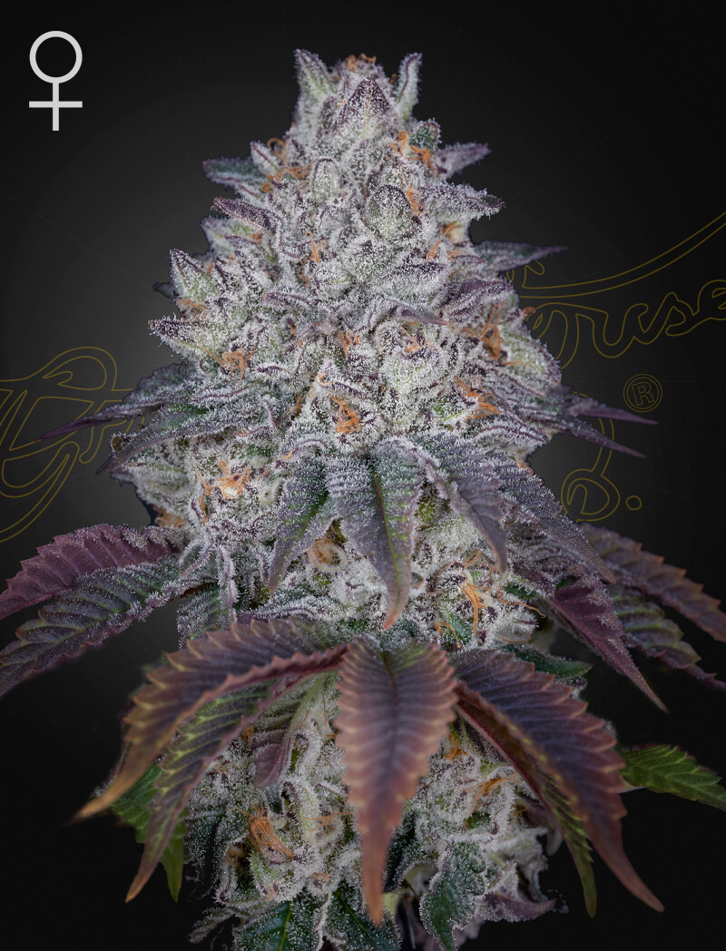 KING’S TART (Fem) 5 Seeds