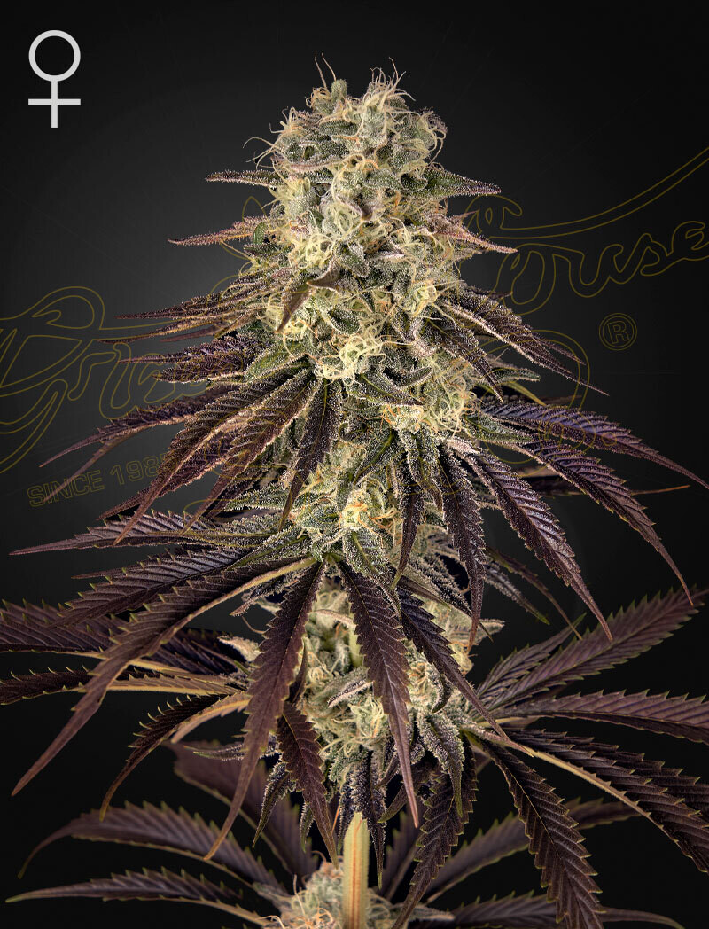KONG&#39;S KRUSH (Fem) 5 Seeds