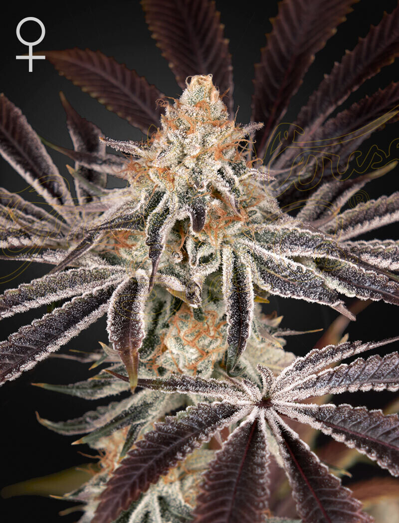 DARK PHOENIX (Fem) 5 Seeds