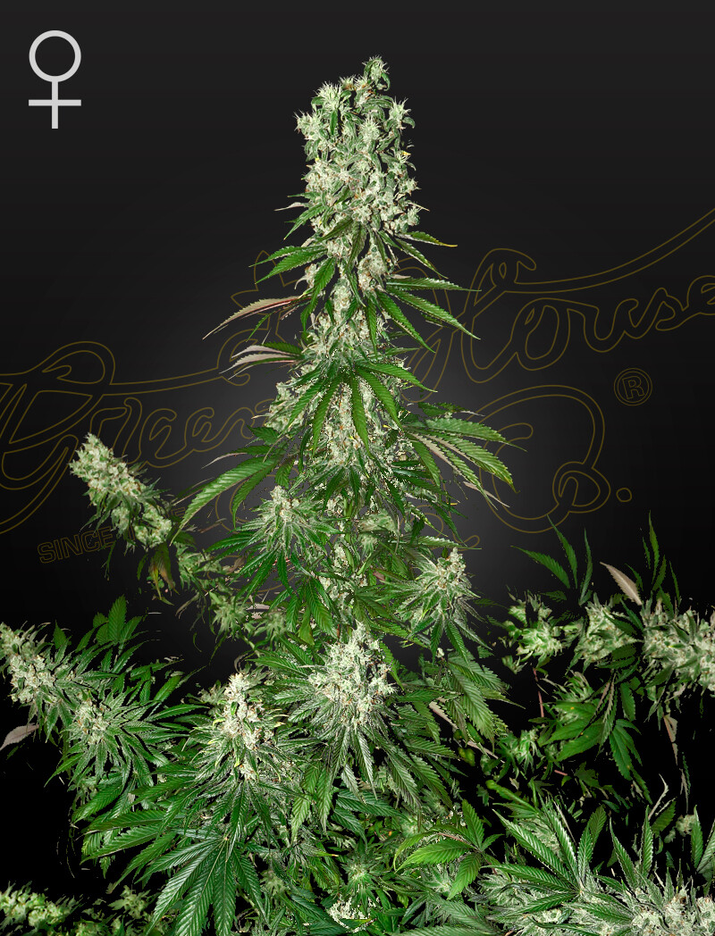 WHITE STRAWBERRY SKUNK (Fem) 5 Seeds