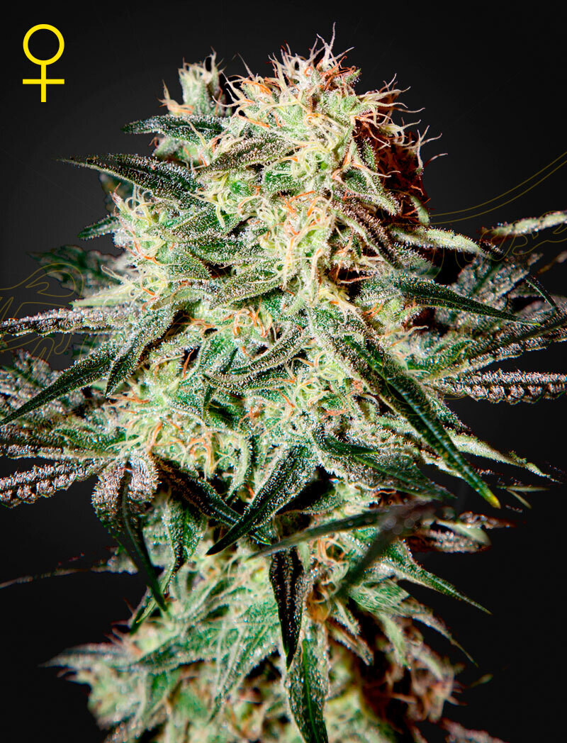 ARJAN&#39;S STRAWBERRY HAZE (Fem) 5 Seeds