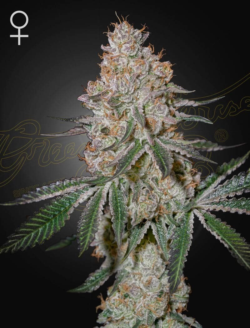 HIGHCLOUDZ (Fem) 5 Seeds