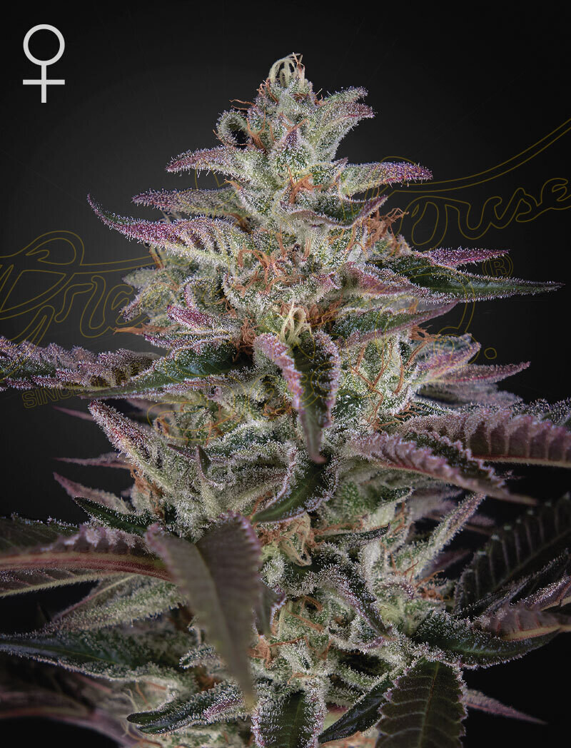 BANANA KRUMBLE (Fem) 5 Seeds