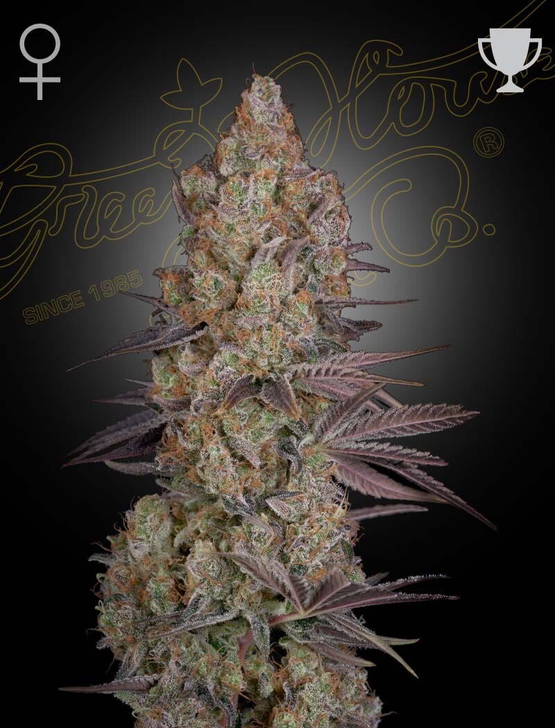 EXODUS CHEESE (Fem) 5 Seeds