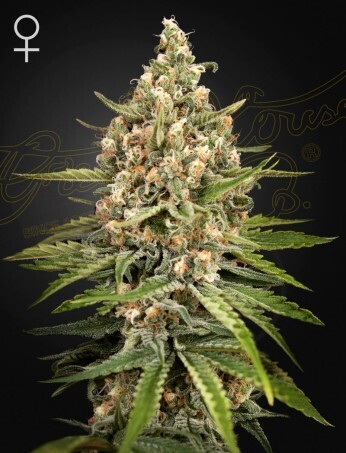 BUBBA SLUSH (Fem) 5 Seeds