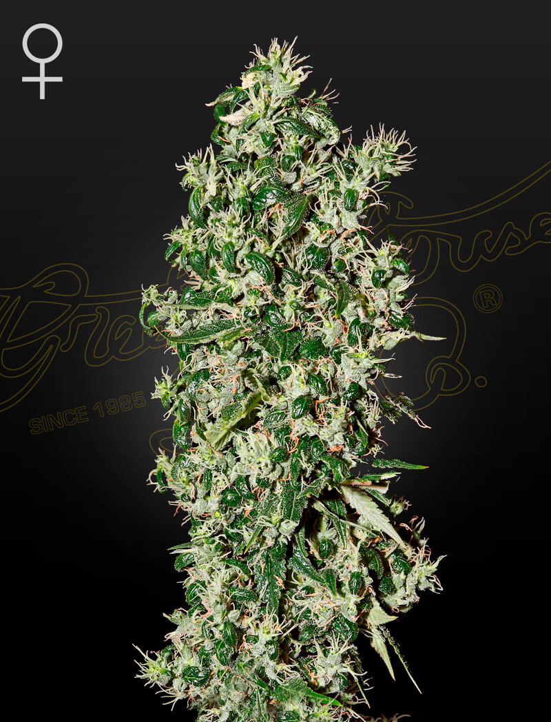 BIG TOOTH (Fem) 5 Seeds