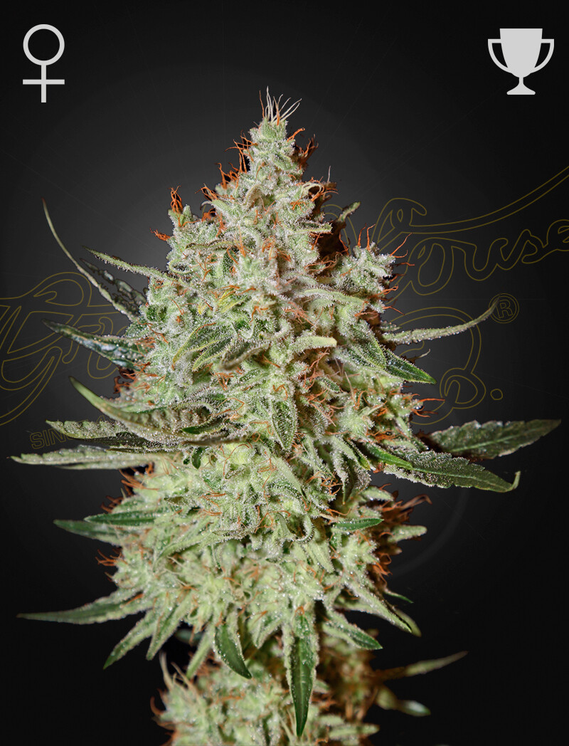 GH CHEESE (Fem) 5 Seeds