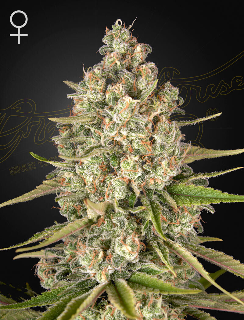 LOST PEARL (Fem) 5 Seeds