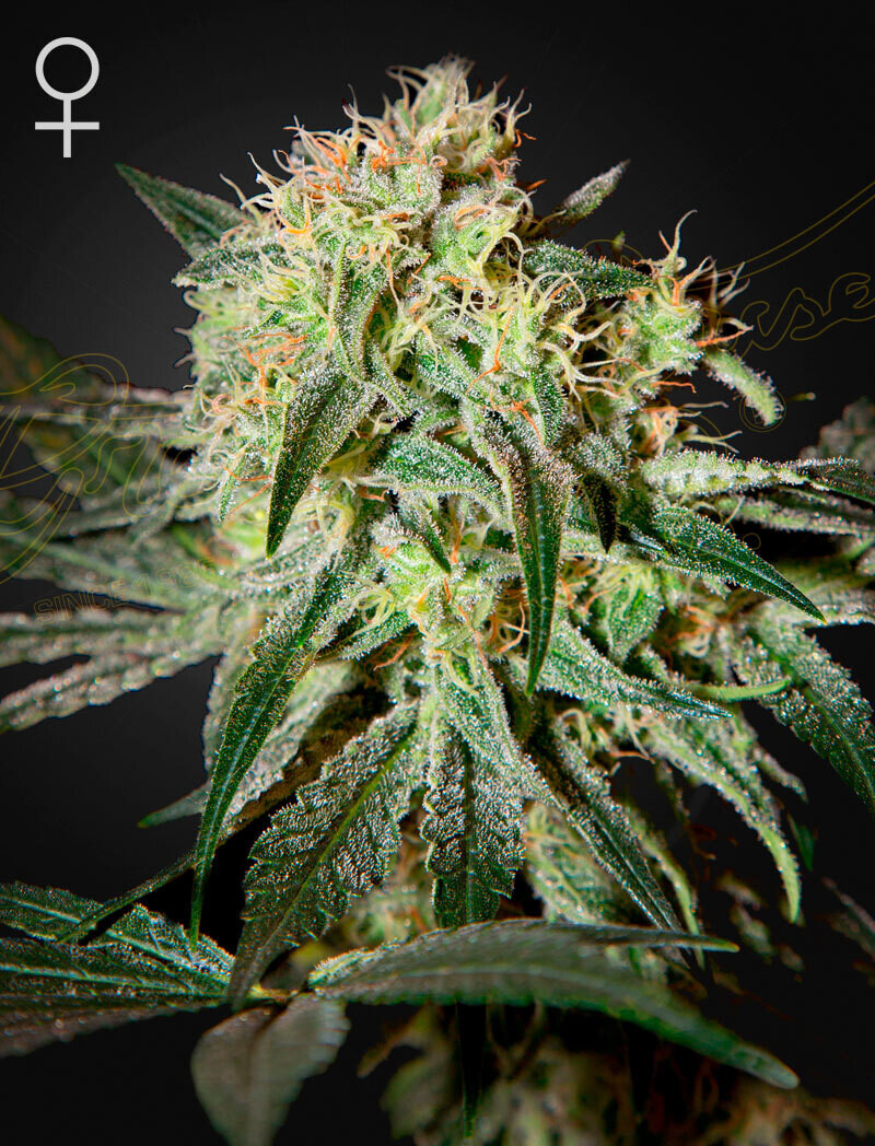 DAMN SOUR (Fem) 5 Seeds