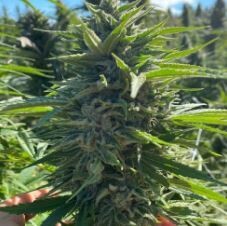 Fatso 84 (Fem, Auto) 5 Seeds