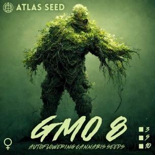 GMO 8 (Fem, Auto) 5 Seeds