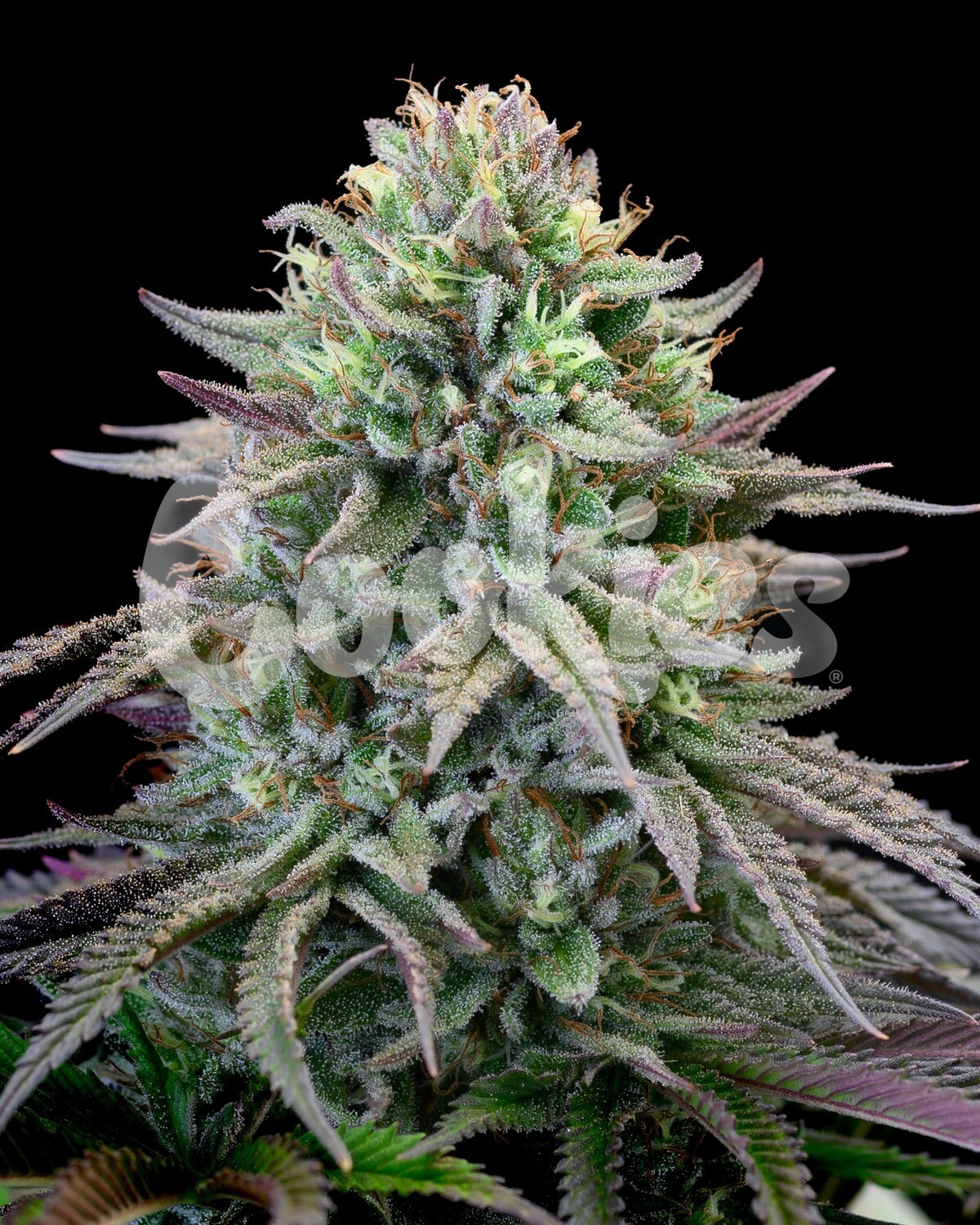 CHERRY COOKS (Fem) 3 Seeds
