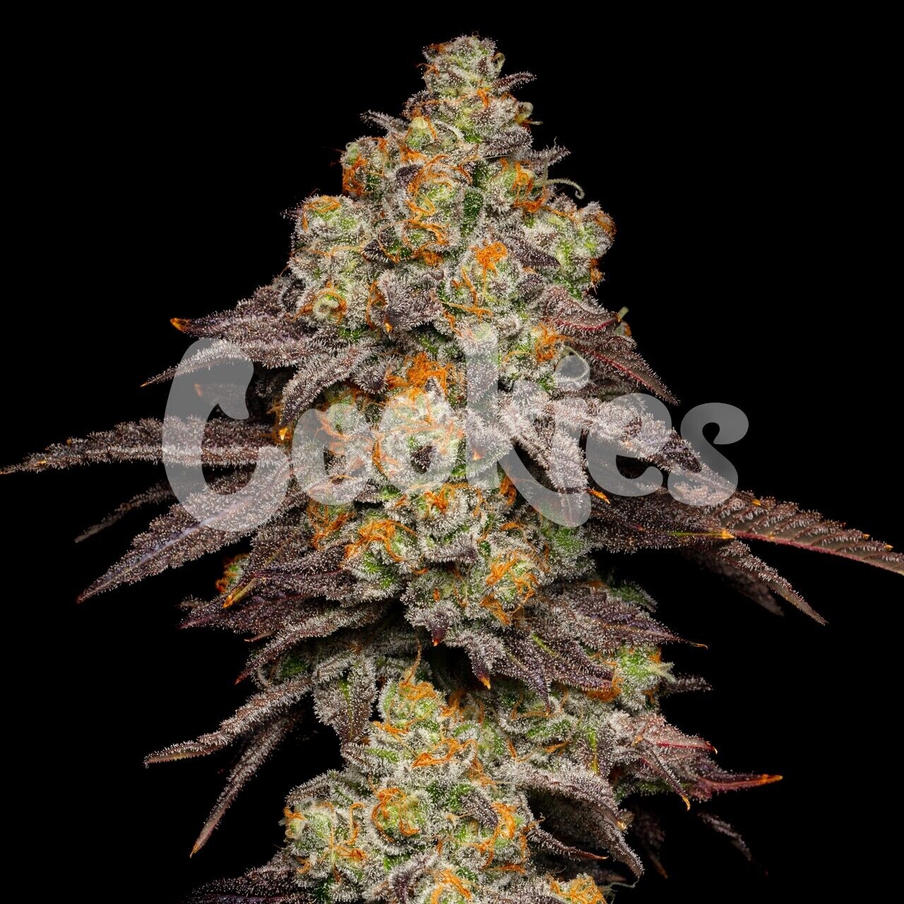 BIG Z  (Fem) 3 Seeds