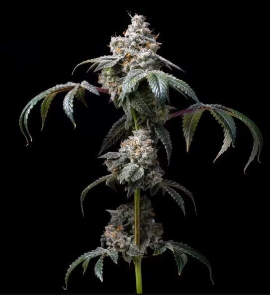 DIRTY DIANA (Fem) 3 Seeds