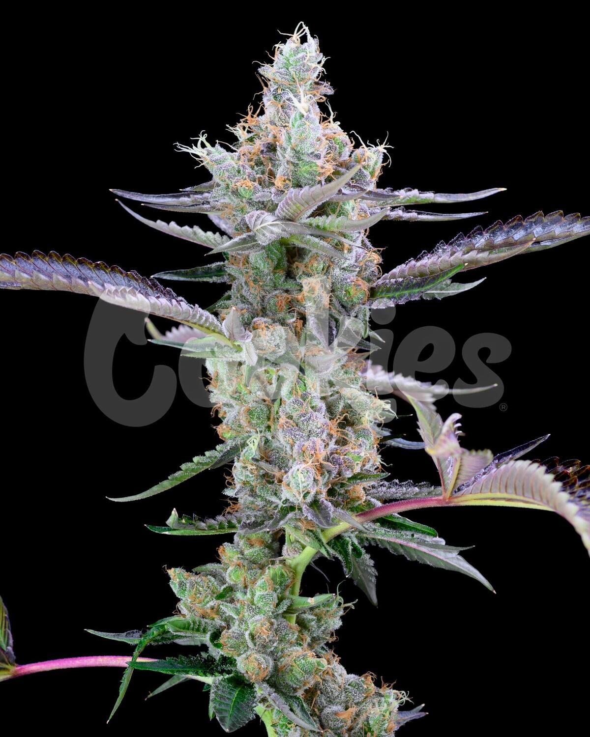 DIRTY MONEY (Fem) 3 Seeds