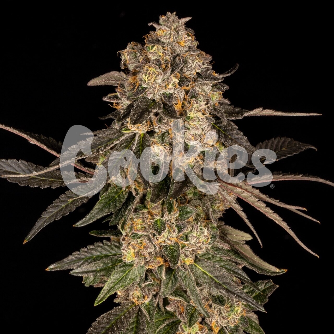 CHERRY FRITTER (Fem) 3 Seeds