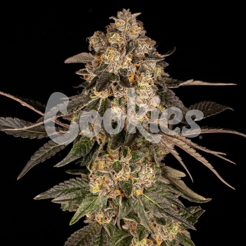 CHERRY FRITTER (Fem) 3 Seeds