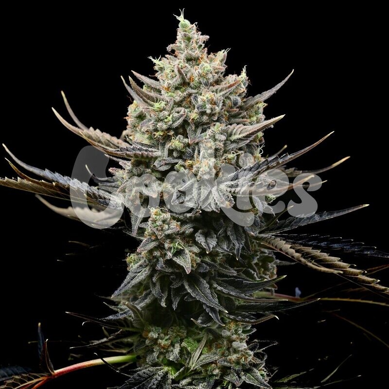 CORN SYRUP (Fem) 3 Seeds