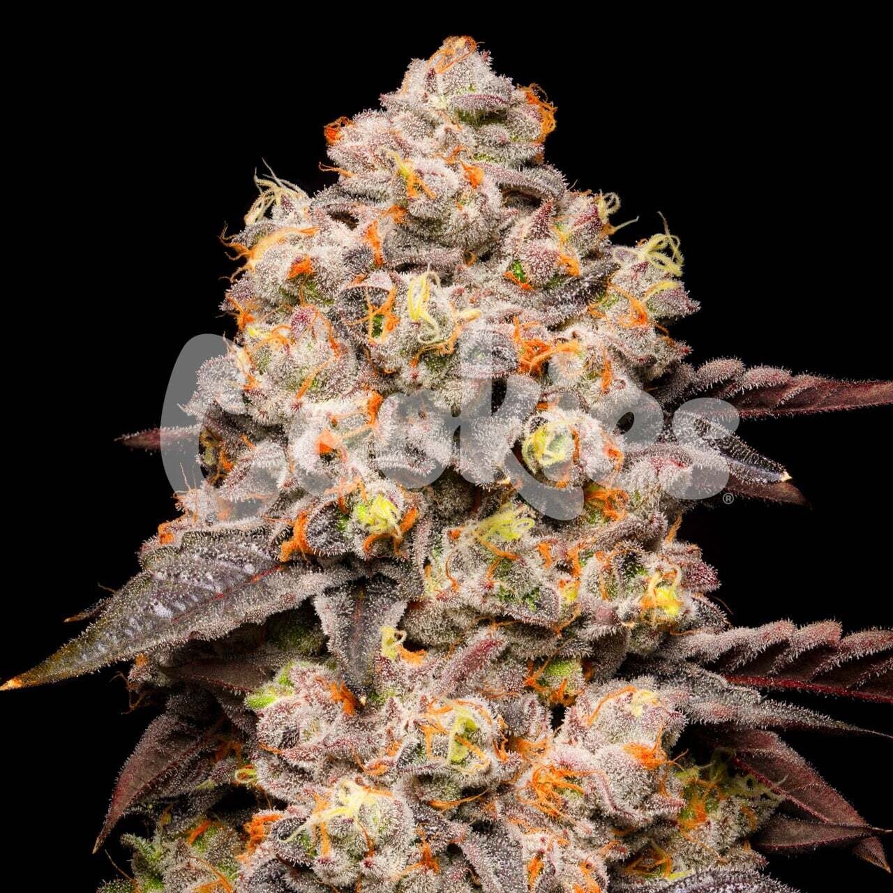 DRIED FRUIT (Fem) 3 Seeds
