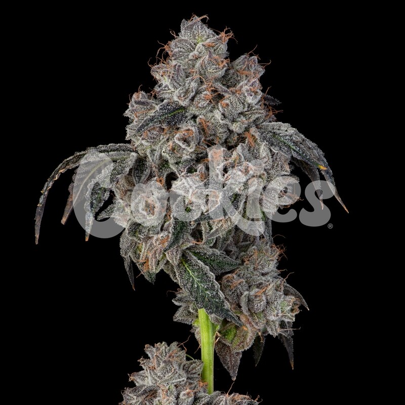 BLUEBERRY CHERRIES (Fem) 3 Seeds