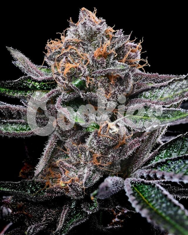 CANDY CANDY (Fem) 3 Seeds