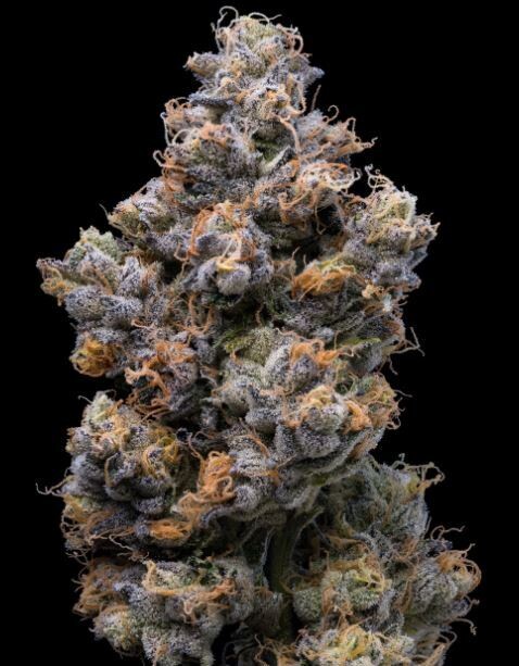 MIAMI YAYO (Fem) 3 Seeds