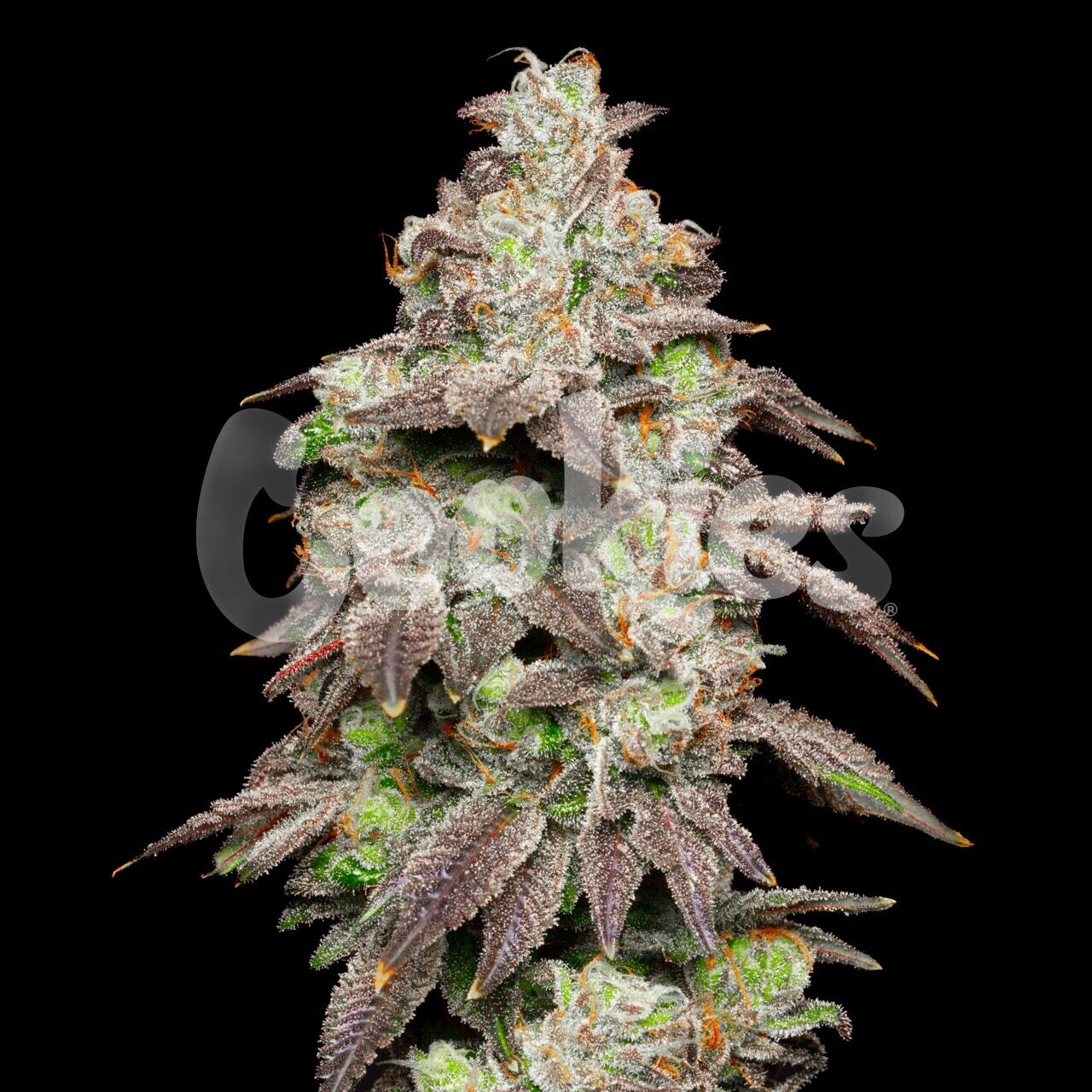 FRIED BANANA (Fem) 3 Seeds