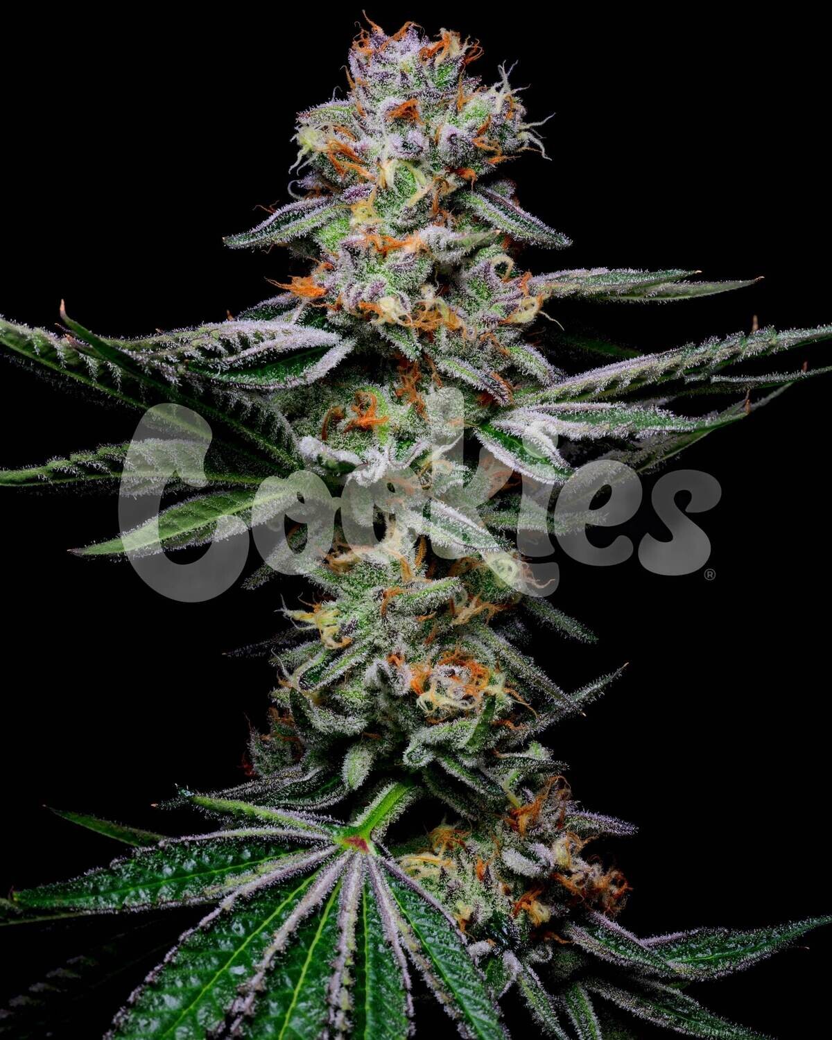 GRAPEFRUITZ (Fem) 3 Seeds