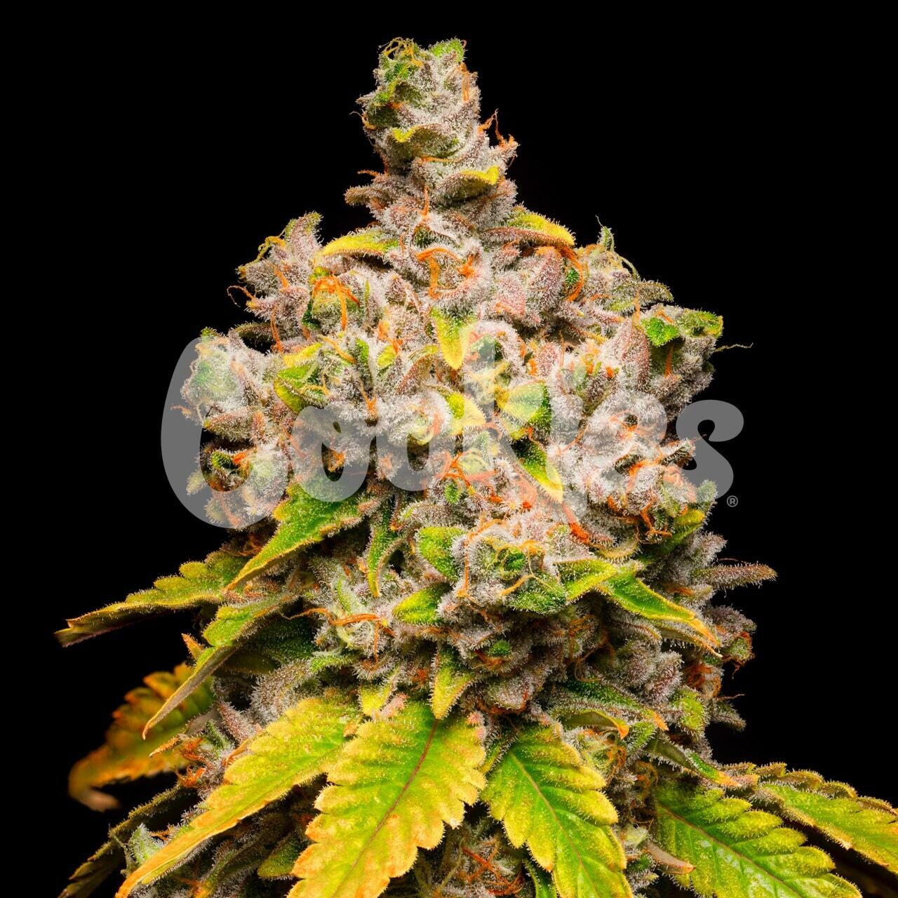 LEMON CHERRY SHERB (Fem) 3 Seeds