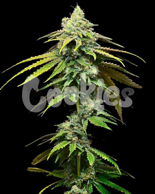 MOTOR CITY (Fem) 3 Seeds