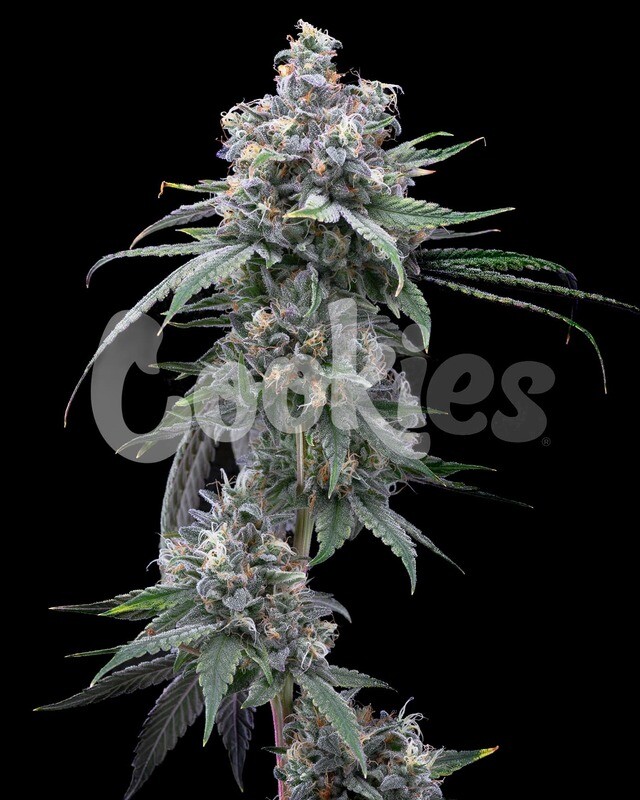 PIE PISS (Fem) 3 Seeds