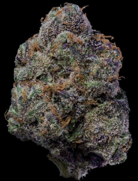 THE WOLF (Fem) 3 Seeds
