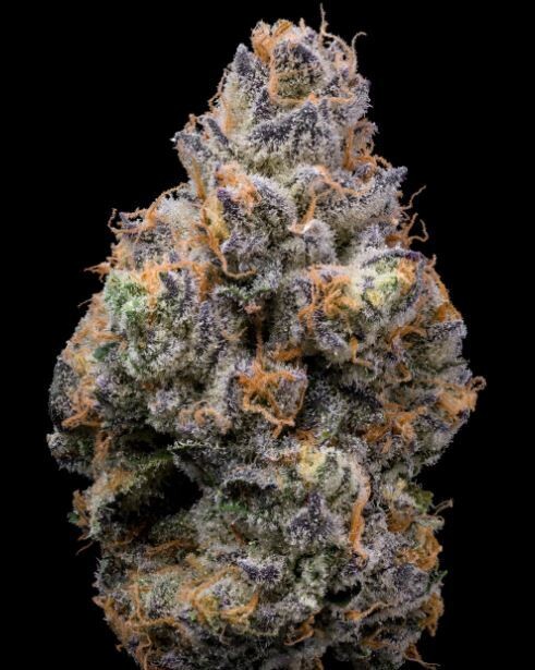 TIGER PAW (Fem) 3 Seeds