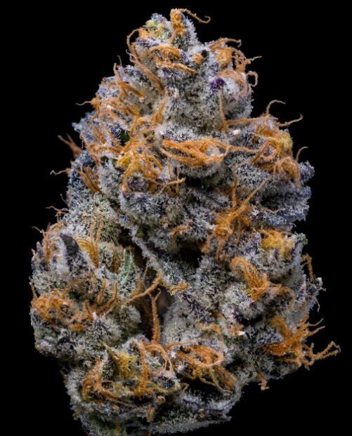 VELVET CREAM (Fem) 3 Seeds