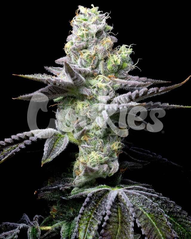 WET WET (Fem) 3 Seeds