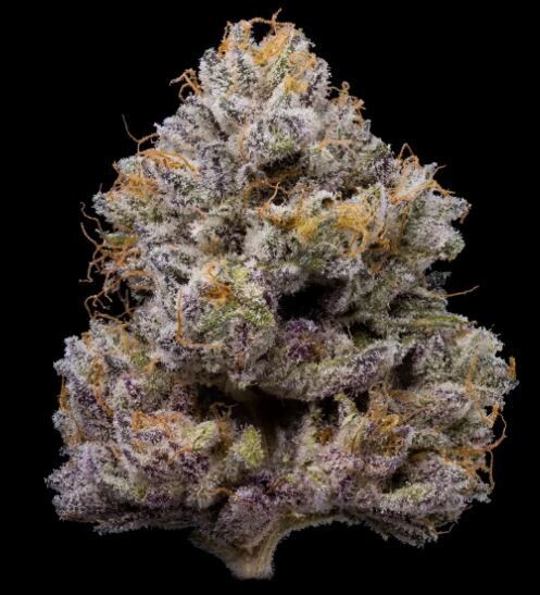 ZZ4 (Fem) 3 Seeds
