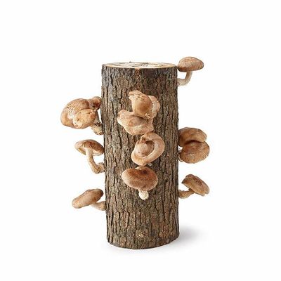 Outdoor Log Kits