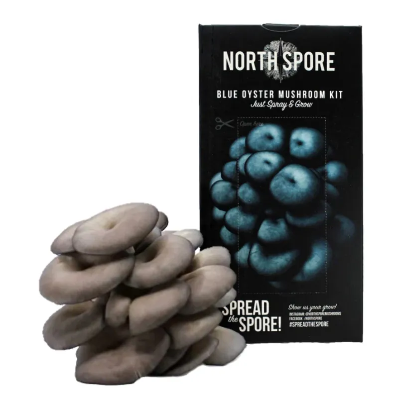 Blue Oyster Spray &amp; Grow Kit 4lb
