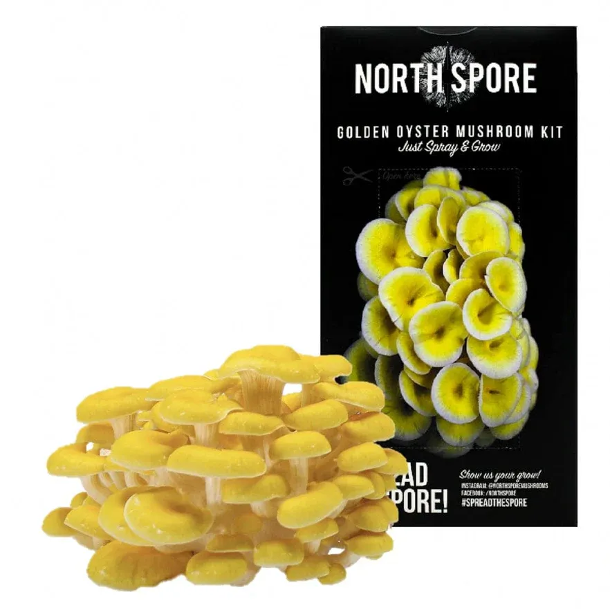 Golden Oyster Spray &amp; Grow Kit  4lb
